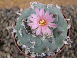 Lophophora fricii pot 7 cm - 12392415