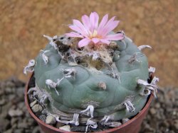 Lophophora fricii pot 7 cm - 12392416