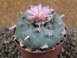 Lophophora fricii pot 7 cm - 12392417