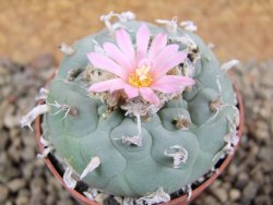 Lophophora fricii pot 7 cm - 12392418