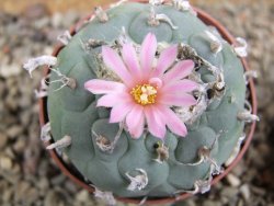 Lophophora fricii pot 7 cm - 12392419