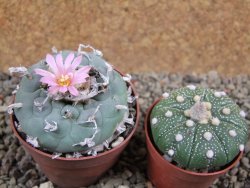 Lophophora fricii pot 7 cm - 12392420