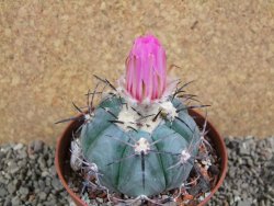 Echinocactus horizonthalonius Castaňas, pot 10 cm - 12392512