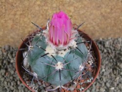 Echinocactus horizonthalonius Castaňas, pot 10 cm - 12392513