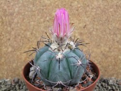 Echinocactus horizonthalonius Castaňas, pot 10 cm - 12392514