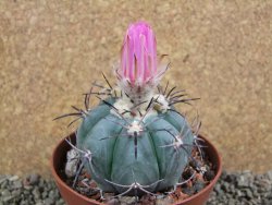 Echinocactus horizonthalonius Castaňas, pot 10 cm - 12392515