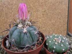 Echinocactus horizonthalonius Castaňas, pot 10 cm - 12392516
