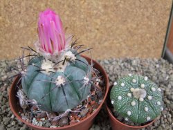 Echinocactus horizonthalonius Castaňas, pot 10 cm - 12392517
