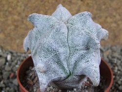 Asrophytum coahuilense Hakuran pot 7 cm - 12392561