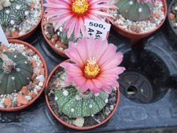 Astrophytum asterias X červený květ A red flower, akabana - 12392622