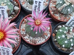 Astrophytum asterias X červený květ A red flower, akabana - 12392623