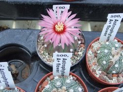 Astrophytum asterias X červený květ A red flower, akabana - 12392624