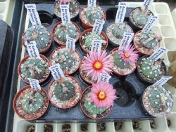 Astrophytum asterias X červený květ A red flower, akabana - 12392625