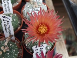 Astrophytum asterias X červený květ A red flower, akabana - 12392627