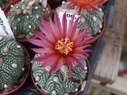 Astrophytum asterias X červený květ A red flower, akabana - 12392629