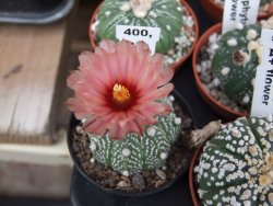 Astrophytum asterias X červený květ A red flower, akabana - 12392630