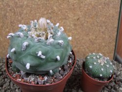 Lophophora difusa XXl pot 10,5 cm - 12392864