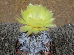 Astrophytum Super Kabuto hybrid, pot 5,5 cm - 12392969
