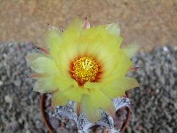 Astrophytum Super Kabuto hybrid, pot 5,5 cm - 12392970