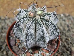 Astrophytum Super Kabuto hybrid, pot 5,5 cm - 12392972