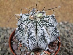 Astrophytum Super Kabuto hybrid, pot 5,5 cm - 12392973