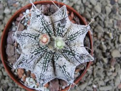 Astrophytum Super Kabuto hybrid, pot 5,5 cm - 12392974
