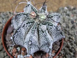 Astrophytum Super Kabuto hybrid, pot 5,5 cm - 12392975