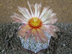 Astrophytum  Super Kabuto X red flower oibo akabana, pot 7 cm