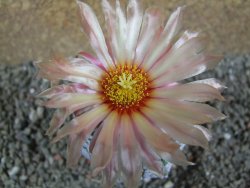 Astrophytum  Super Kabuto X red flower oibo akabana, pot 7 cm - 12393008