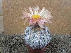 Astrophytum  Super Kabuto X red flower oibo akabana, pot 7 cm - 12393009