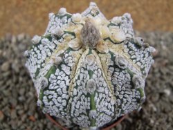 Astrophytum  Super Kabuto X red flower oibo akabana, pot 7 cm - 12393012