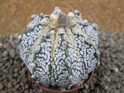 Astrophytum  Super Kabuto X red flower oibo akabana, pot 7 cm - 12393014