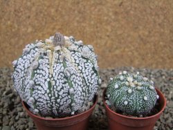 Astrophytum  Super Kabuto X red flower oibo akabana, pot 7 cm - 12393015