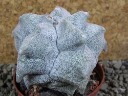 Asrophytum coahuilense Hakuran pot 7 cm - 12393097