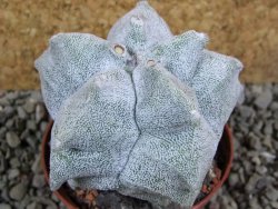 Asrophytum coahuilense Hakuran pot 7 cm - 12393098