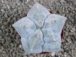 Asrophytum coahuilense Hakuran pot 7 cm - 12393100