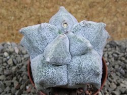 Asrophytum coahuilense Hakuran pot 7 cm - 12393101