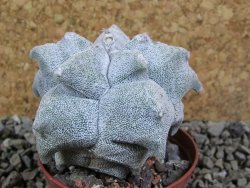 Asrophytum coahuilense Hakuran pot 7 cm - 12393102