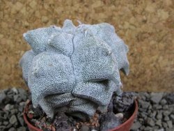 Asrophytum coahuilense Hakuran pot 7 cm - 12393103