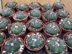 Echinocactus horizonthalonius Tula, Tam. pot 5,5 cm - 12400588