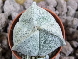 Astrophytum coahuilense tricostatum pot 5,5 cm - 12393449