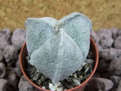 Astrophytum coahuilense tricostatum pot 5,5 cm - 12393451