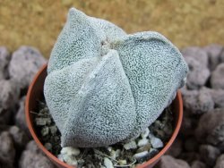 Astrophytum coahuilense tricostatum pot 5,5 cm - 12393453