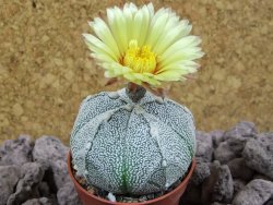 Astrophytum x Hanazano Kabuto pot 5,5 cm - 12393509