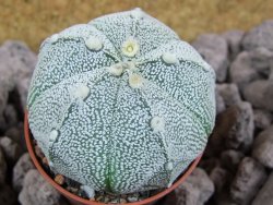 Astrophytum x Hanazano Kabuto pot 5,5 cm - 12393512