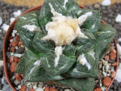 Ariocarpus fissuratus intermedius SB, XL pot 8 cm - 12393557