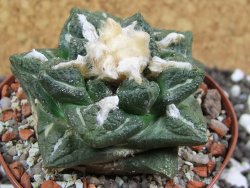 Ariocarpus fissuratus intermedius SB, XL pot 8 cm - 12393560