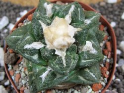 Ariocarpus fissuratus intermedius SB, XL pot 8 cm - 12393561