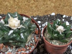 Ariocarpus fissuratus intermedius SB, XL pot 8 cm - 12393562