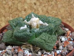 Ariocarpus fissuratus Cuatro Cienegas pot 8 cm - 12393571